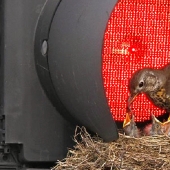 30 nidos en los lugares más extraños