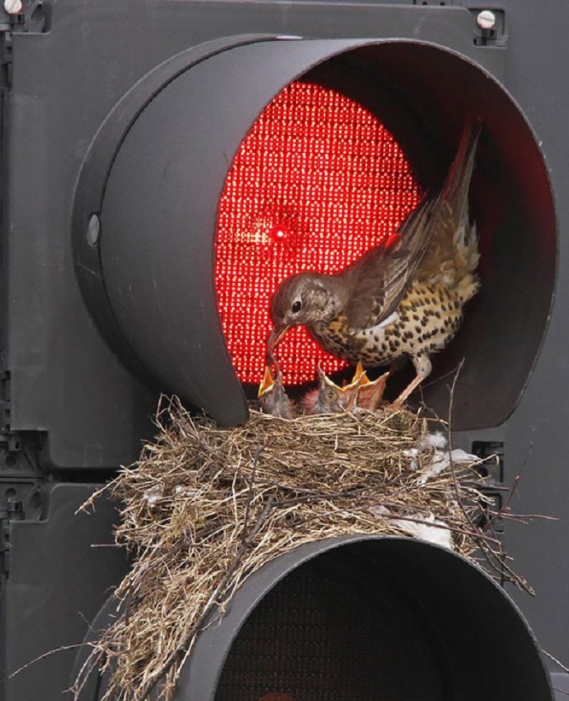 30 nidos en los lugares más extraños 30 nidos en los lugares más extraños