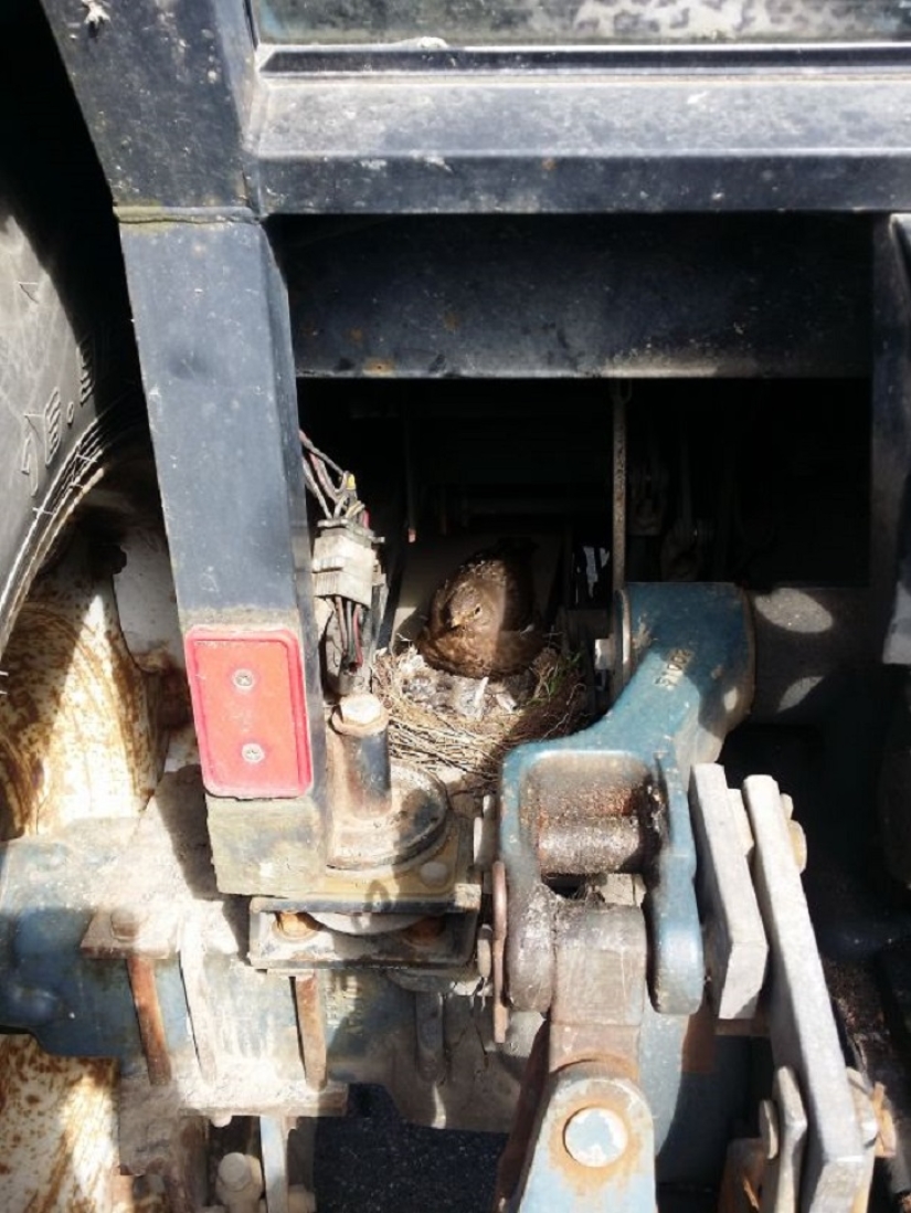 30 nidos en los lugares más extraños 30 nidos en los lugares más extraños