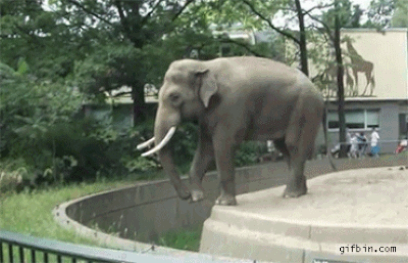 30 people who found friends at the zoo
