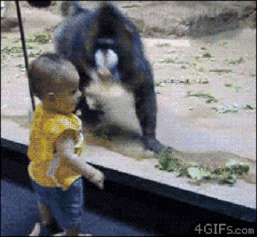 30 people who found friends at the zoo