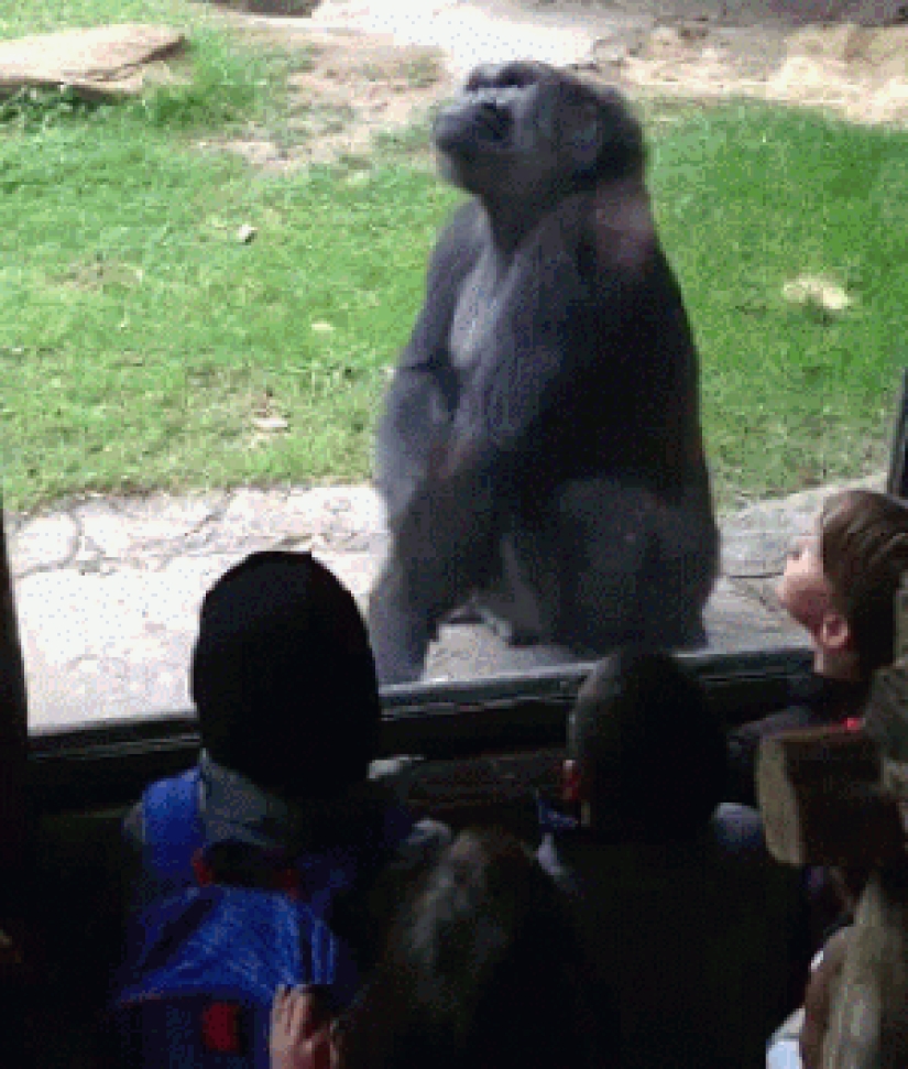 30 personas que encontraron amigos en el zoológico