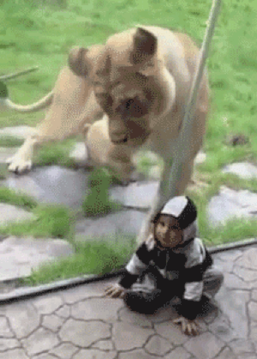 30 personas que encontraron amigos en el zoológico