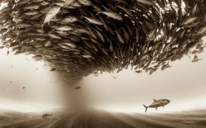 33 finalists of the Sony World Photography Awards 2017 photo contest