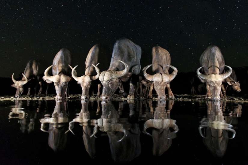 33 finalists of the Sony World Photography Awards 2017 photo contest