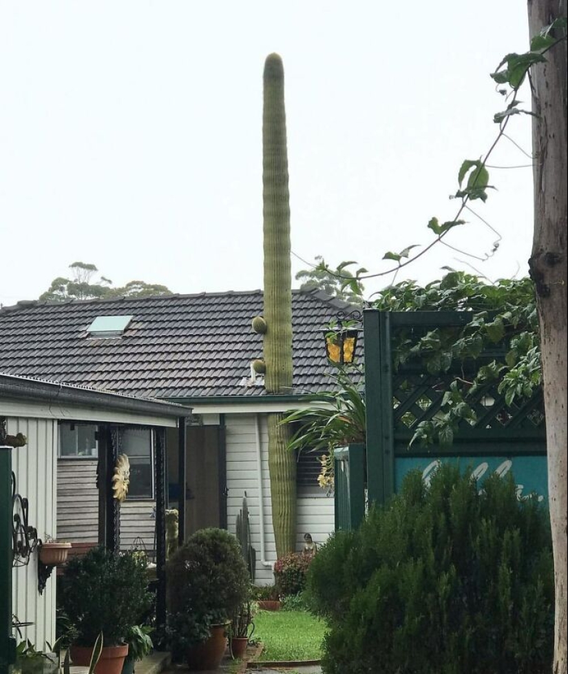 35 Times People Went Out Of Their Way To Make Their Gardens And Yards Unique But Ended Up With These