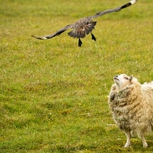 'Get out!': Great skua protects chicks from sheep 'Get out!': Great skua protects chicks from sheep