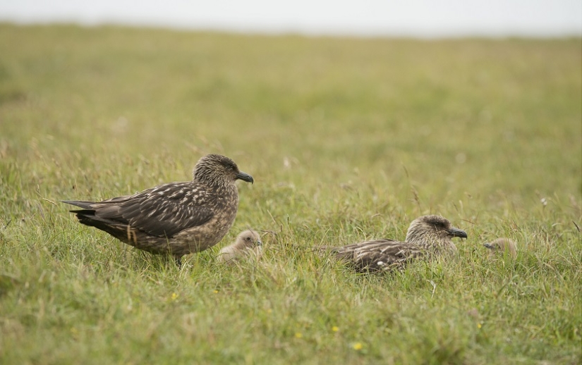 'Get out!': Great skua protects chicks from sheep