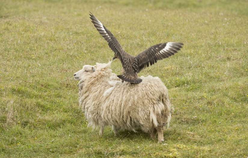 'Get out!': Great skua protects chicks from sheep