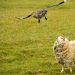 'Get out!': Great skua protects chicks from sheep 'Get out!': Great skua protects chicks from sheep