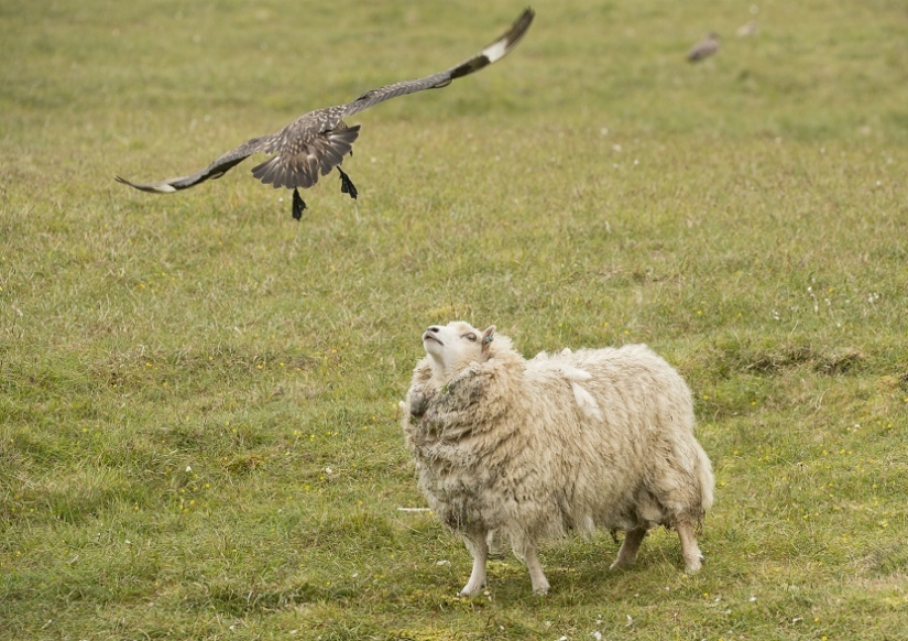 'Get out!': Great skua protects chicks from sheep