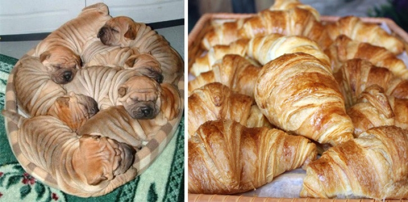 40 people and things whose similarity rolls over