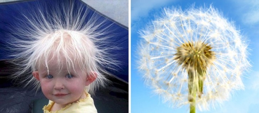 40 people and things whose similarity rolls over