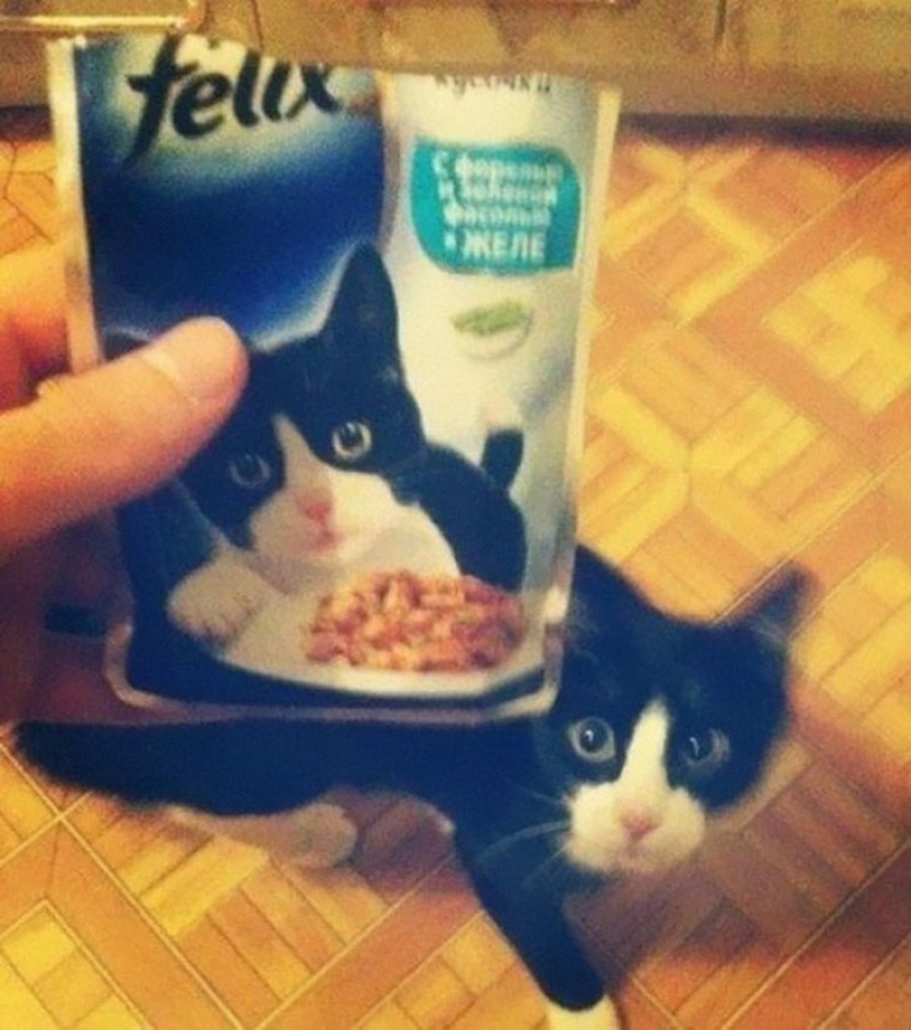 40 people and things whose similarity rolls over