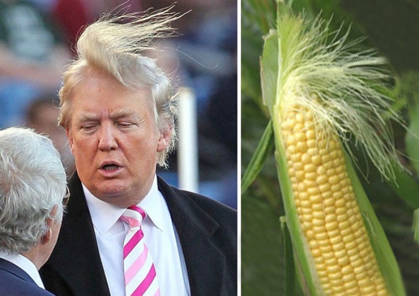 40 people and things whose similarity rolls over