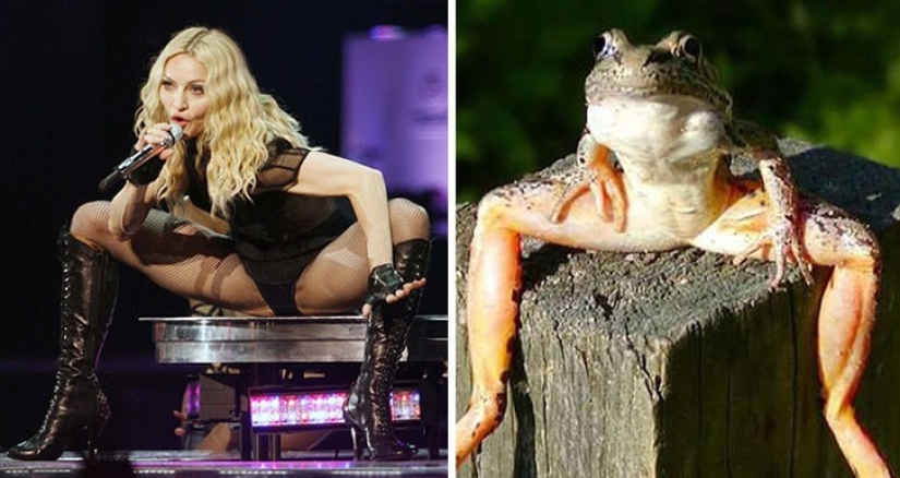 40 people and things whose similarity rolls over