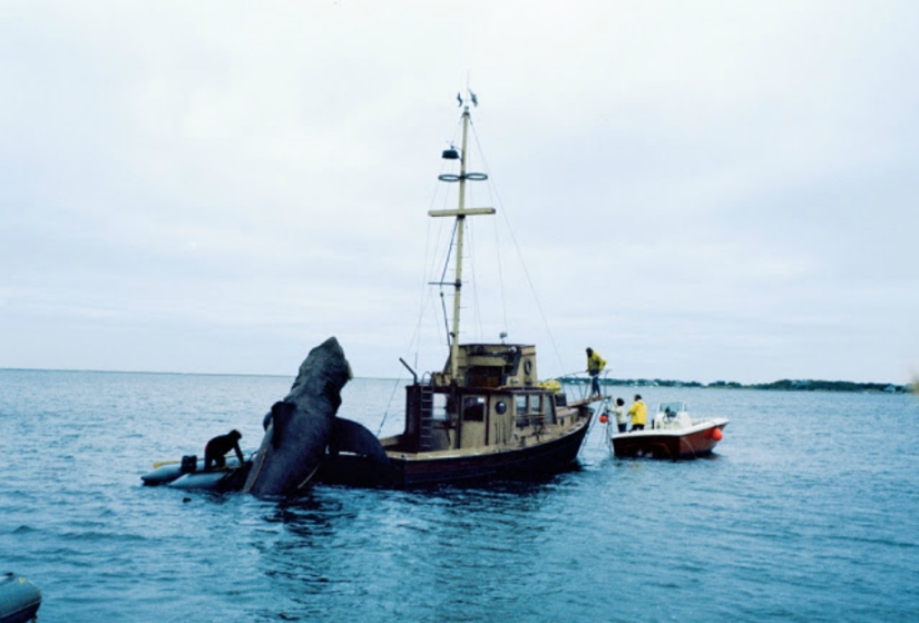 40th Anniversary of Steven Spielberg&#39;s Jaws! [Part 2]