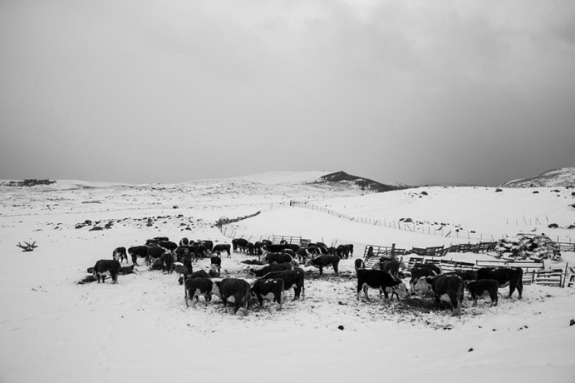 41st state: brutal farmers of Montana