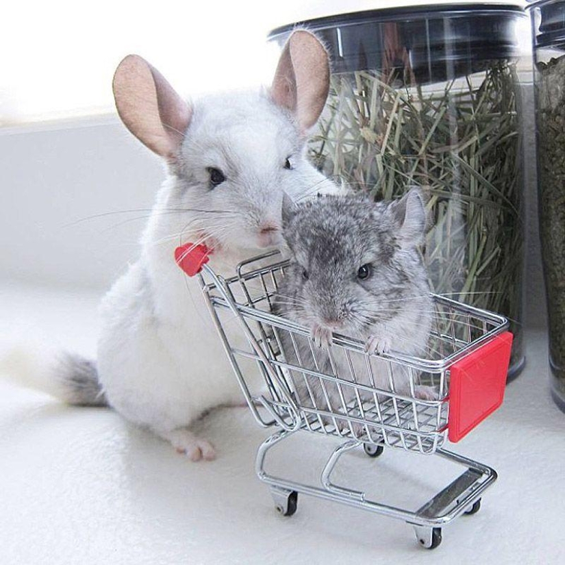 43 most touching Instagrams of 2013