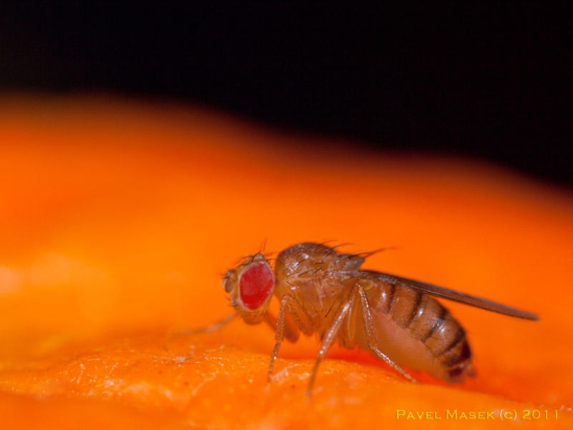 5 formas en que los animales expresan las emociones humanas 5 formas en que los animales expresan las emociones humanas