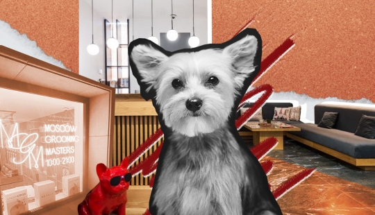 5 Reasons Why You Should Leave Your Pet Grooming to the Professionals