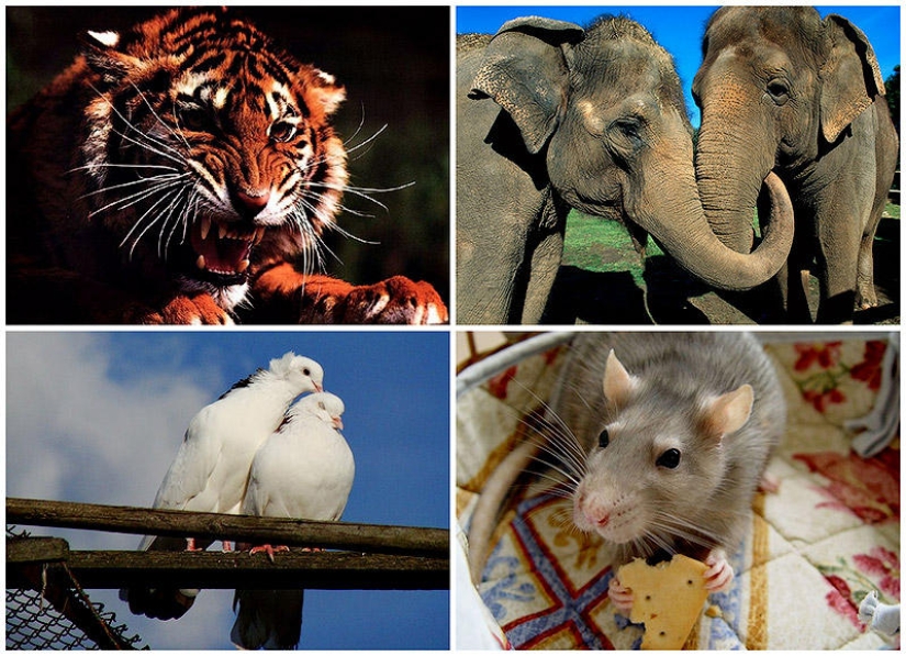 5 Ways Animals Express Human Emotions 5 Ways Animals Express Human Emotions