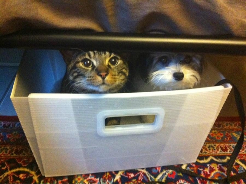 50 Animal Photos You Must See