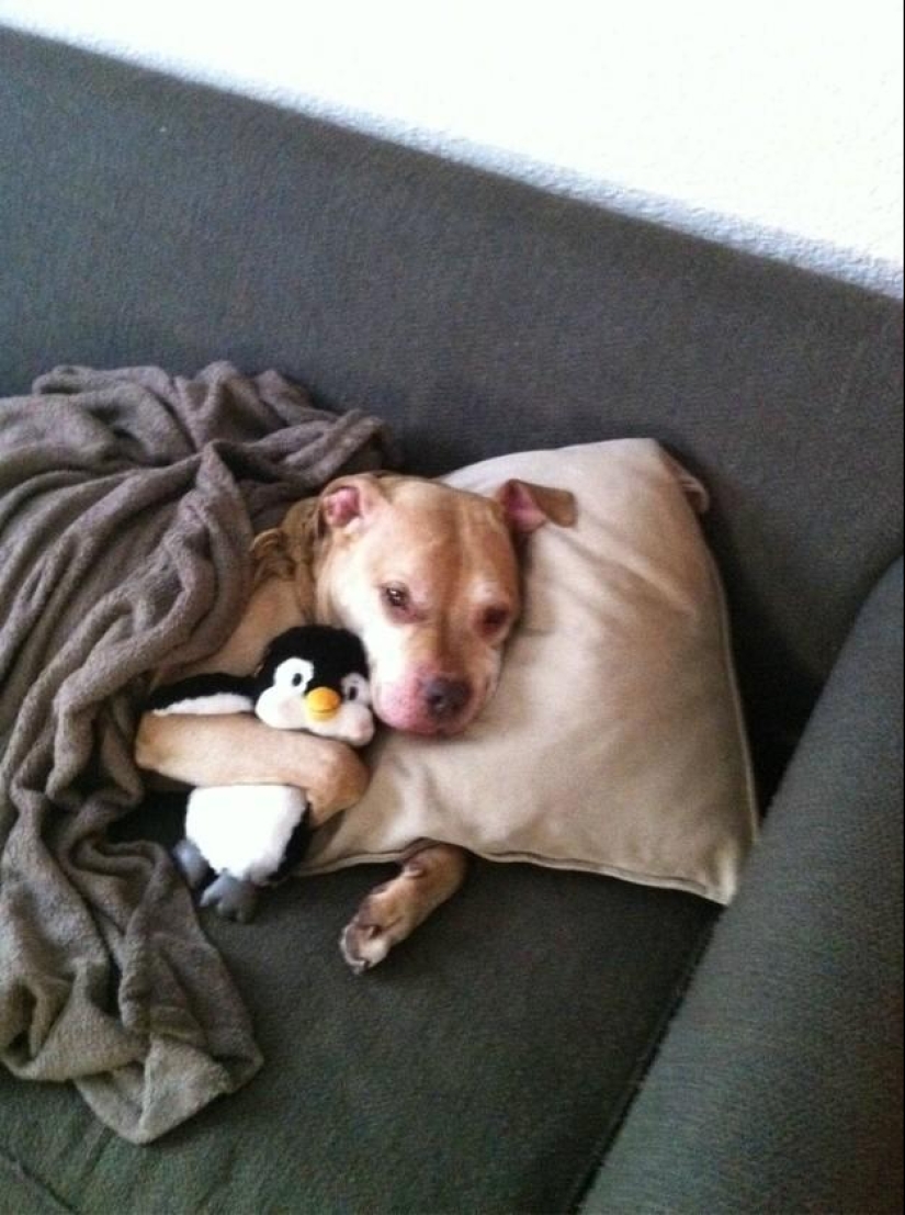 50 fotos de animales que debes ver