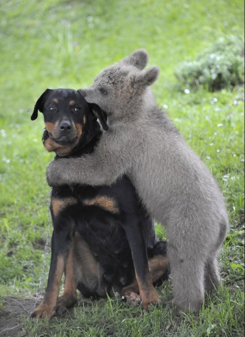 50 fotos de animales que debes ver