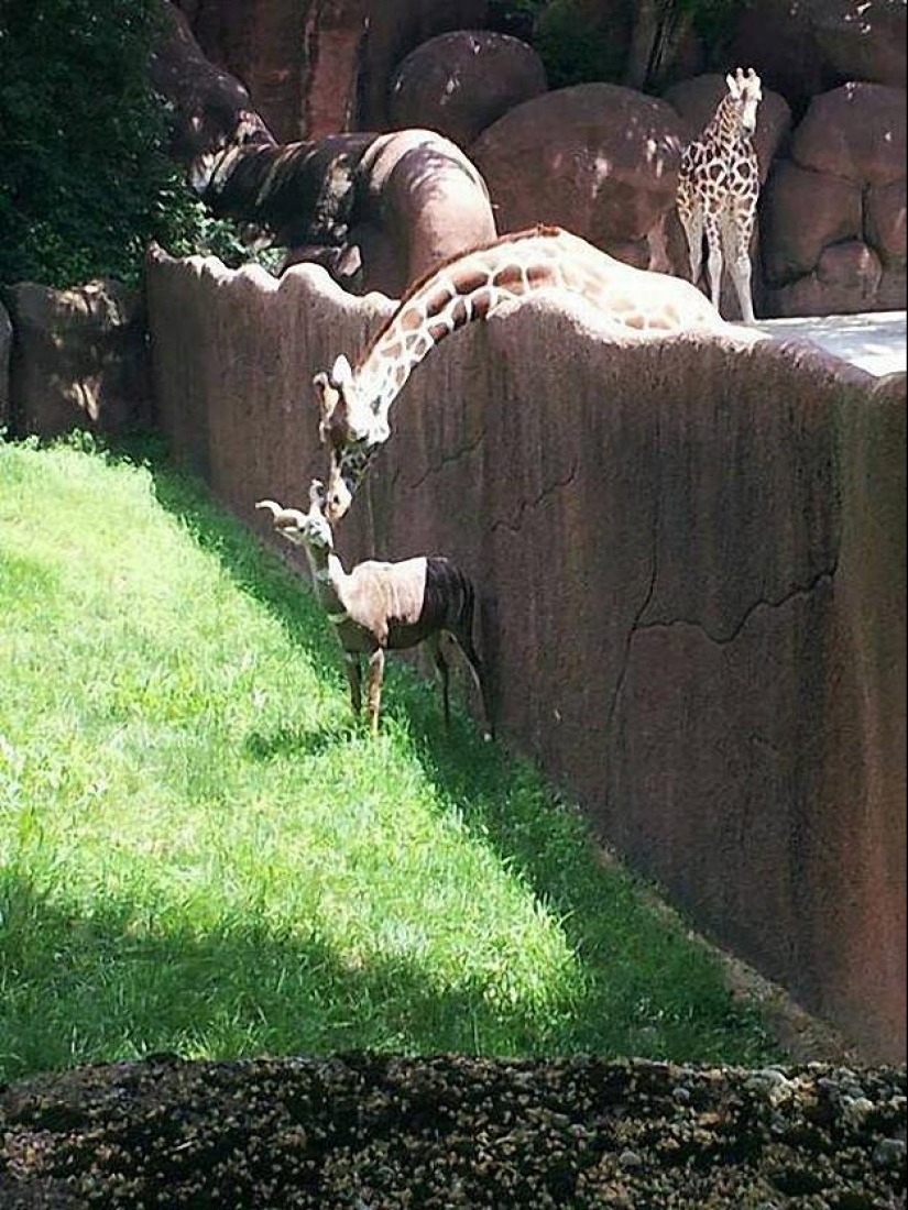 50 fotos de animales que debes ver
