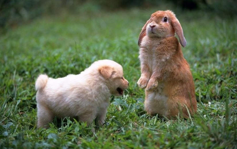 50 fotos de animales que debes ver