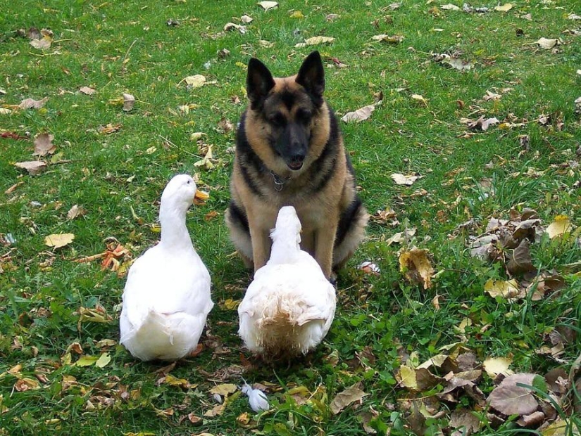 50 fotos de animales que debes ver