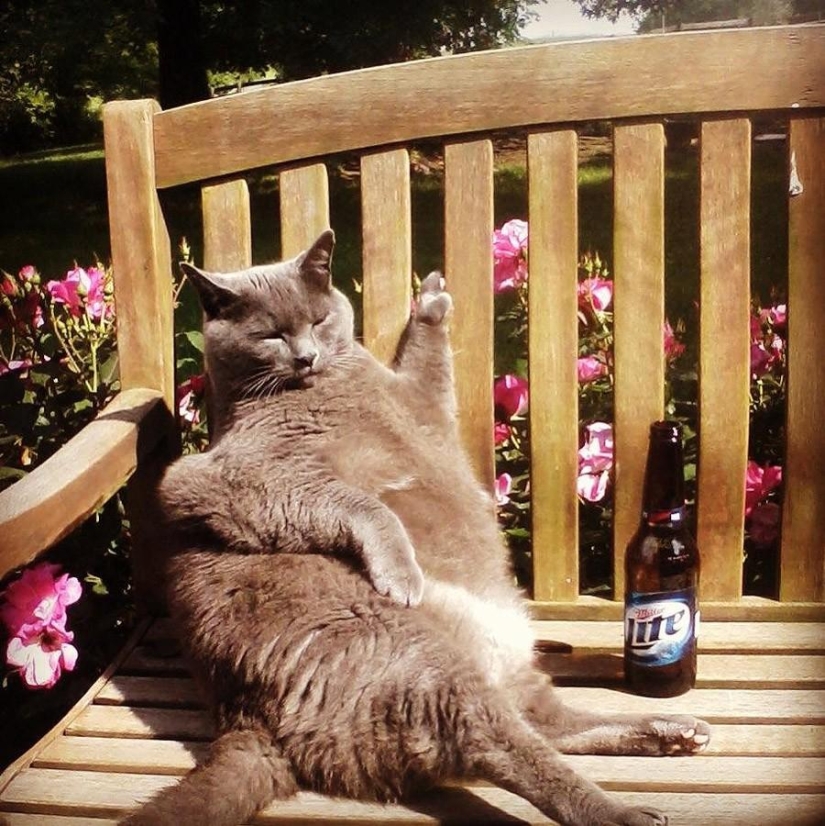 50 fotos de animales que debes ver