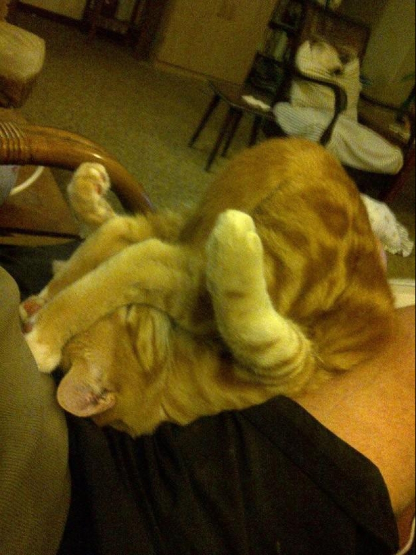 50 fotos de animales que debes ver