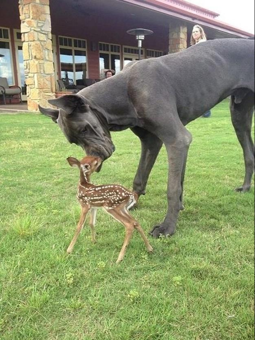 50 fotos de animales que debes ver