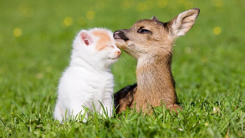 50 fotos de animales que debes ver