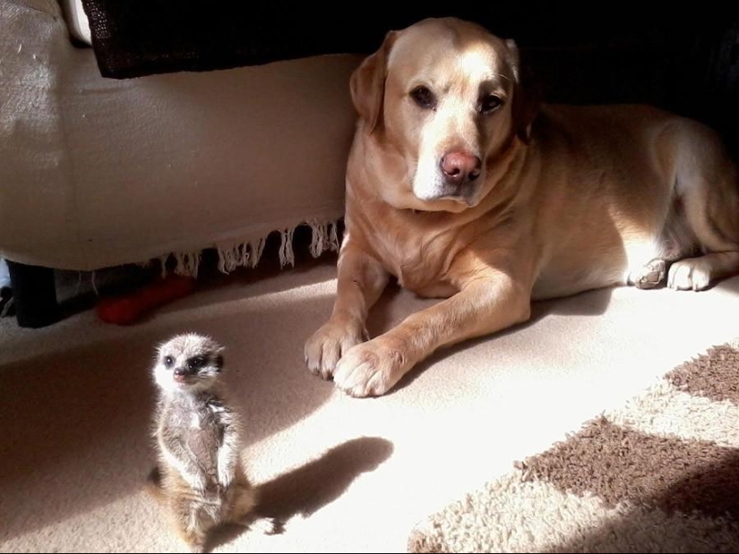 50 fotos de animales que debes ver