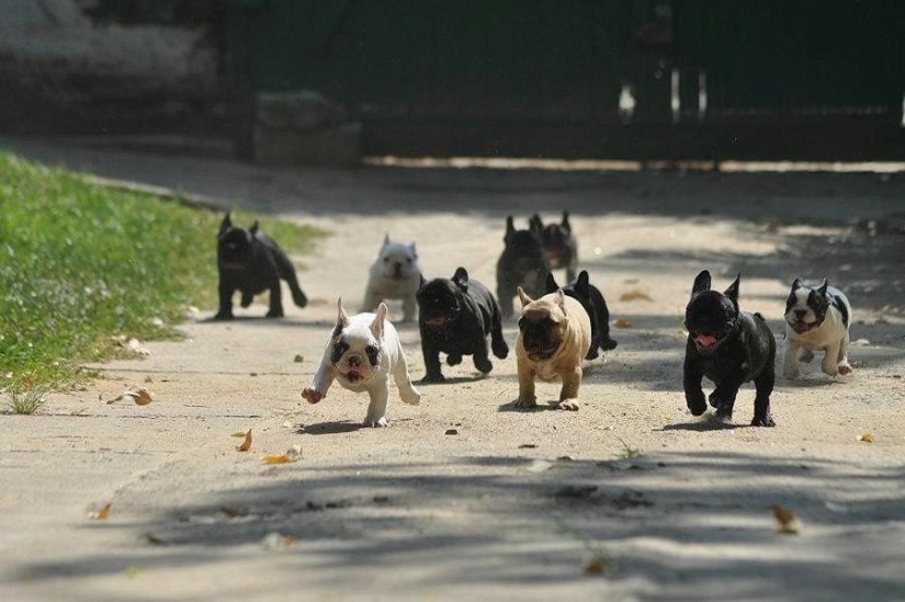 50 fotos de animales que debes ver