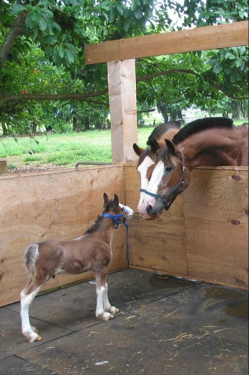 50 fotos de animales que debes ver