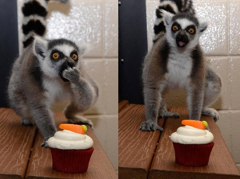 50 fotos de animales que debes ver