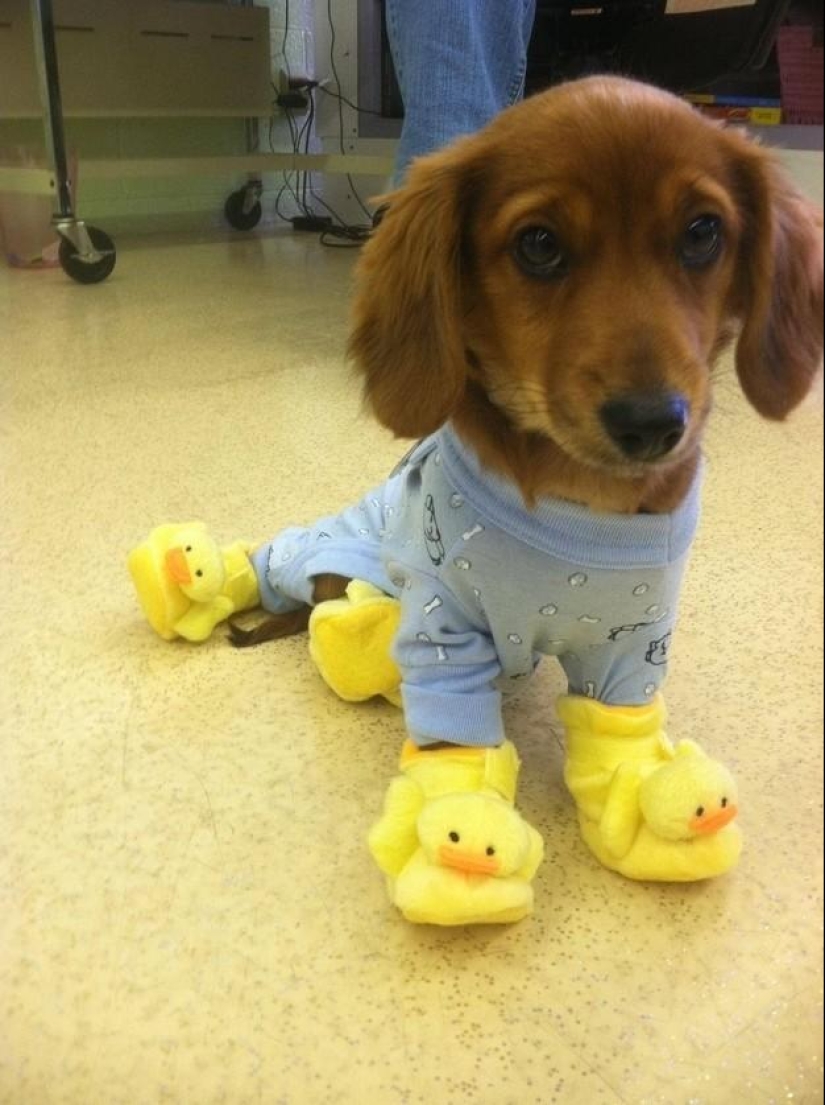 50 fotos de animales que debes ver