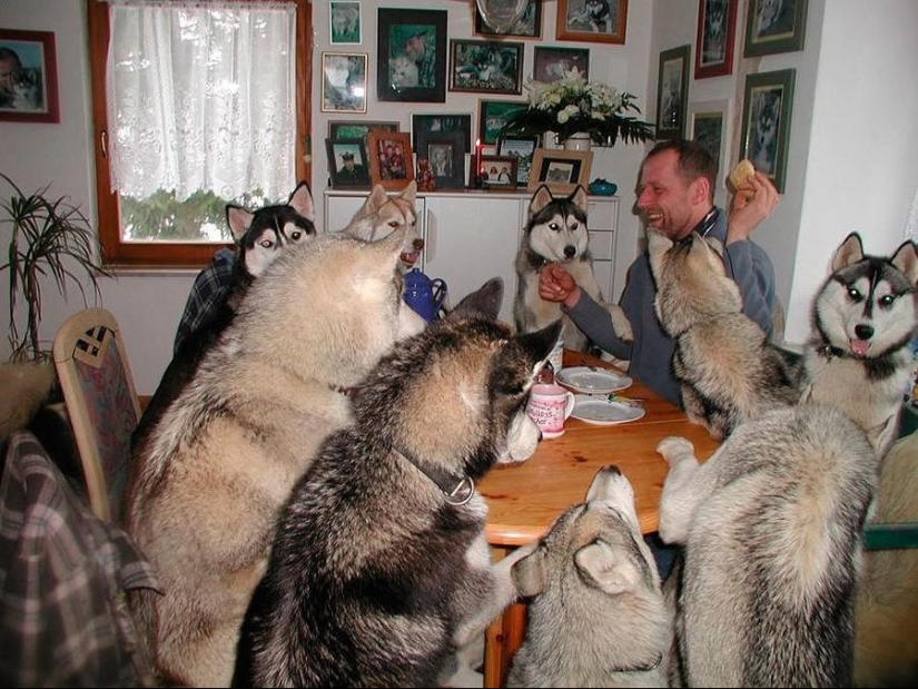 50 fotos de animales que debes ver