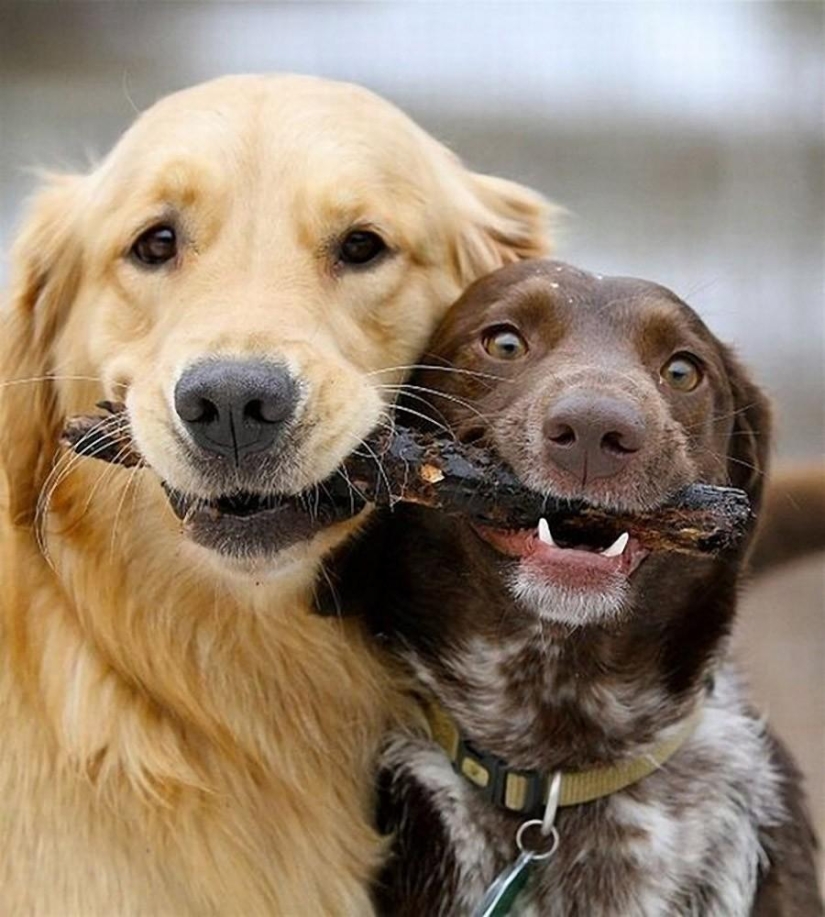 50 fotos de animales que debes ver
