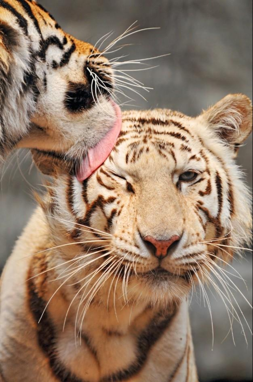 50 fotos de animales que debes ver