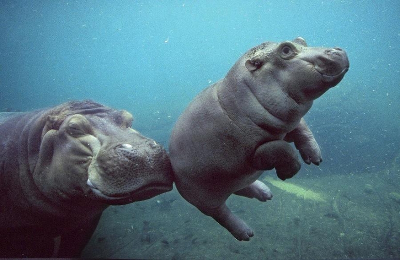 50 fotos de animales que debes ver