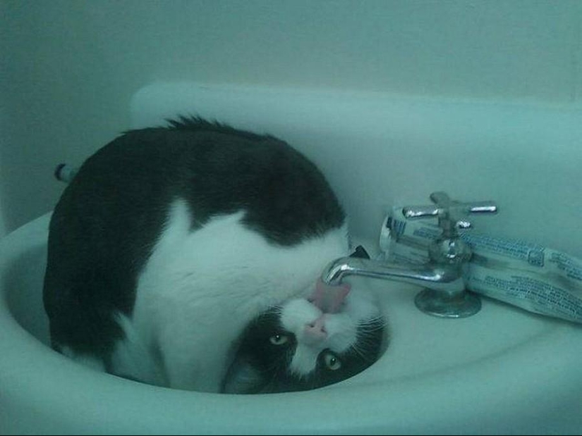 50 fotos de animales que debes ver