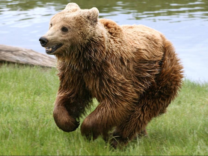 50 fotos de animales que debes ver