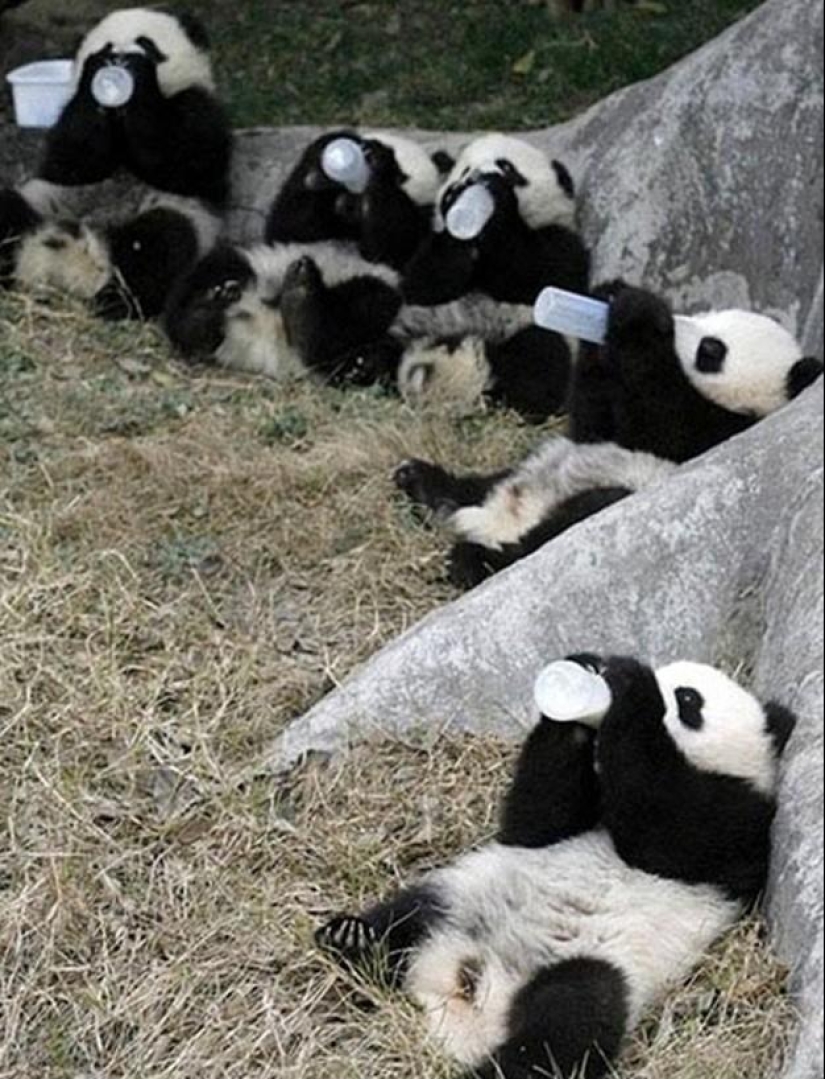 50 fotos de animales que debes ver