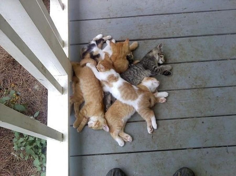 50 fotos de animales que debes ver