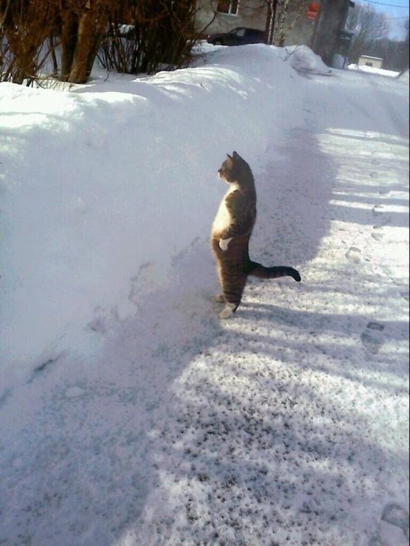 50 fotos de animales que debes ver